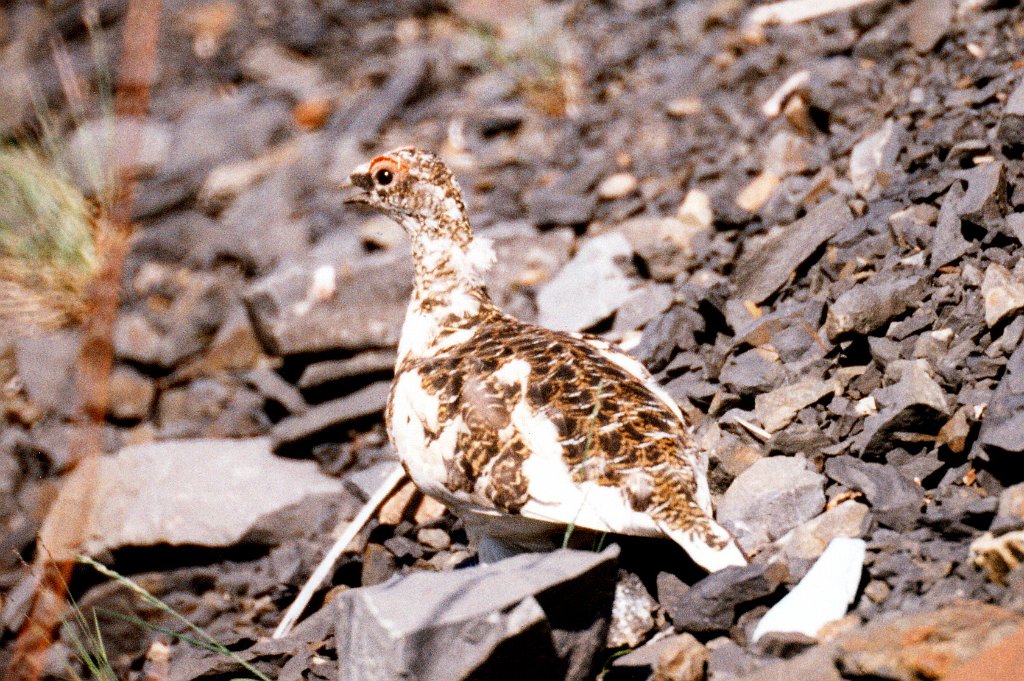 Ptarmigan, White-tailed, Dempster Hwy, YT  06-1996 B06P85I02.jpg - White-tailed Ptarmigan